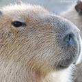 Capybara