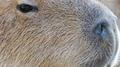 Capybara专辑