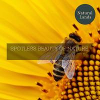 Proud Nature Noise Library - Boreal Forest Birds