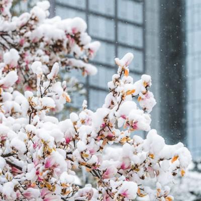春雪