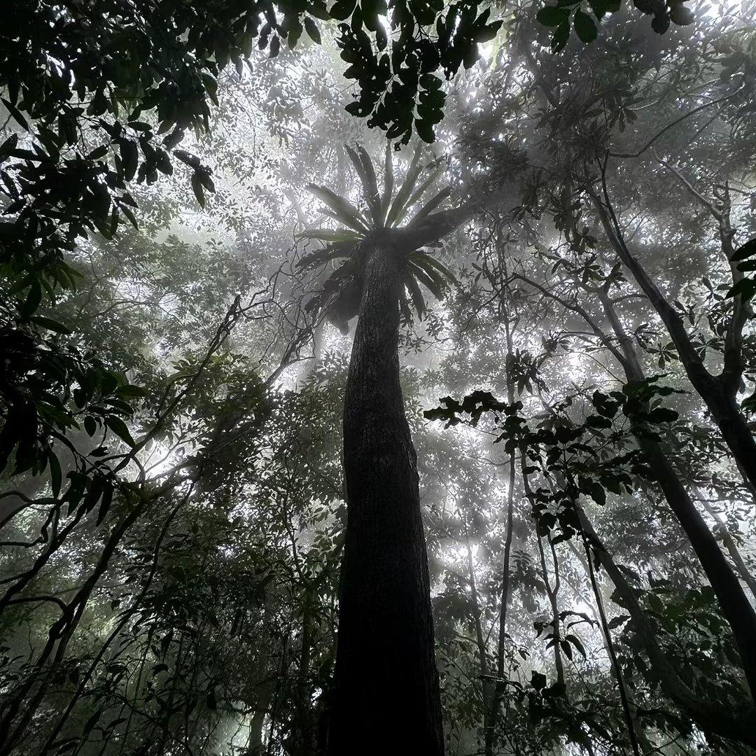 Nida(翻自 卡卡队)