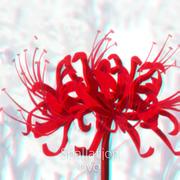 Spallation