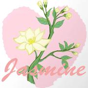 Jasmine