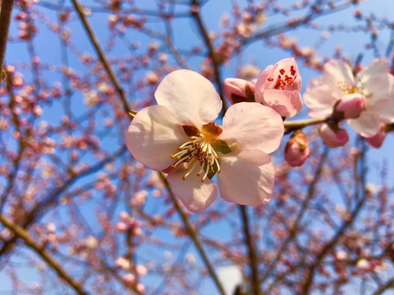 绒花专辑