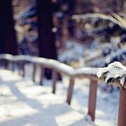 Winter walk