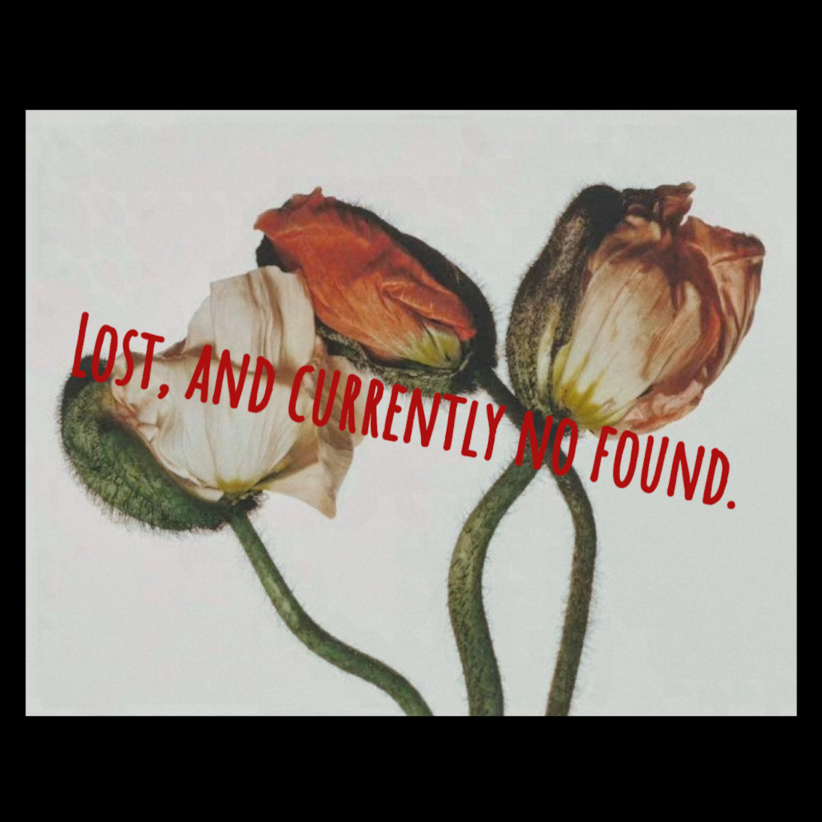 Lost, and currently no found.