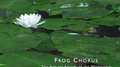 Echoes of Nature: Frog Chorus专辑