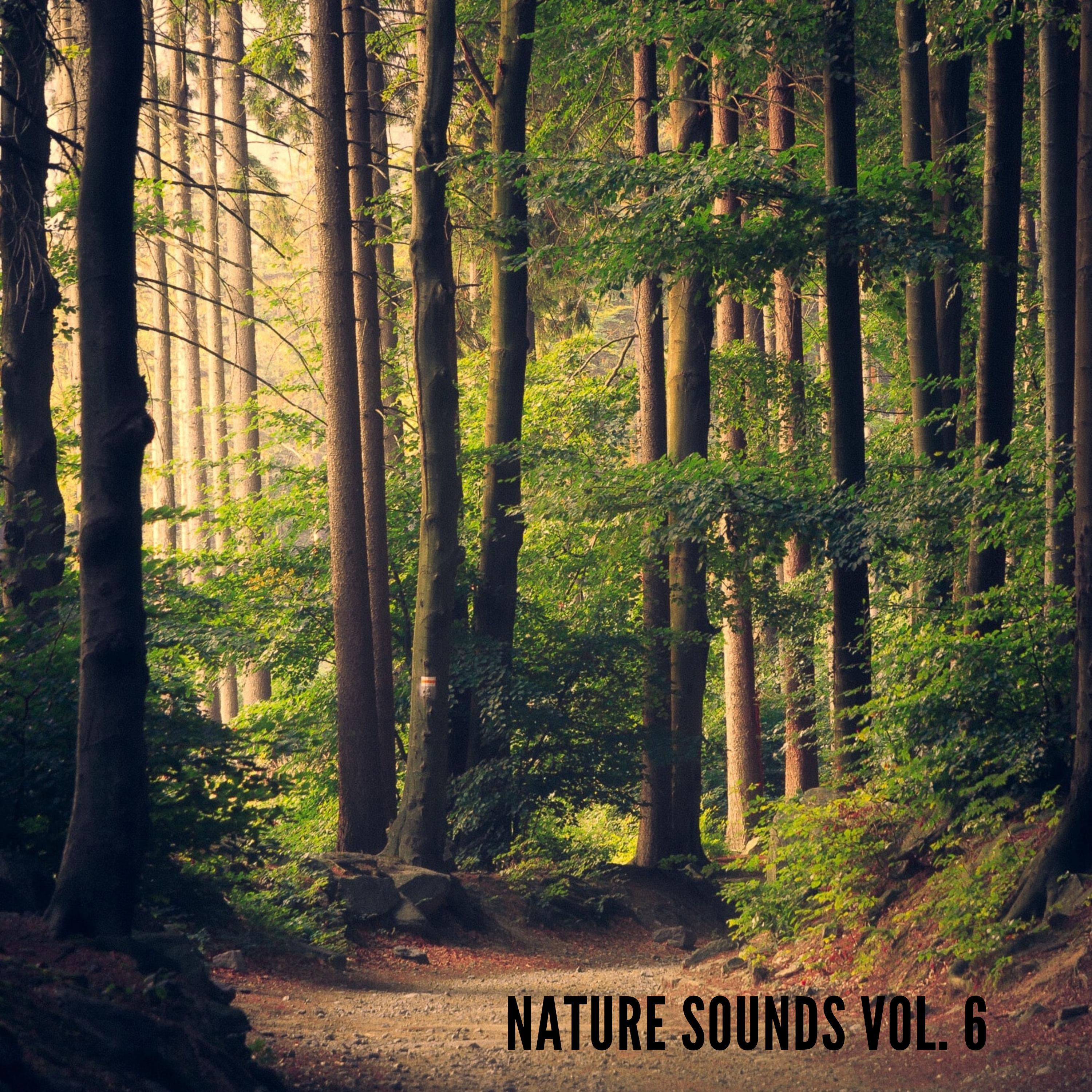 Nature Sounds Vol.6, Nature Music to Sleep