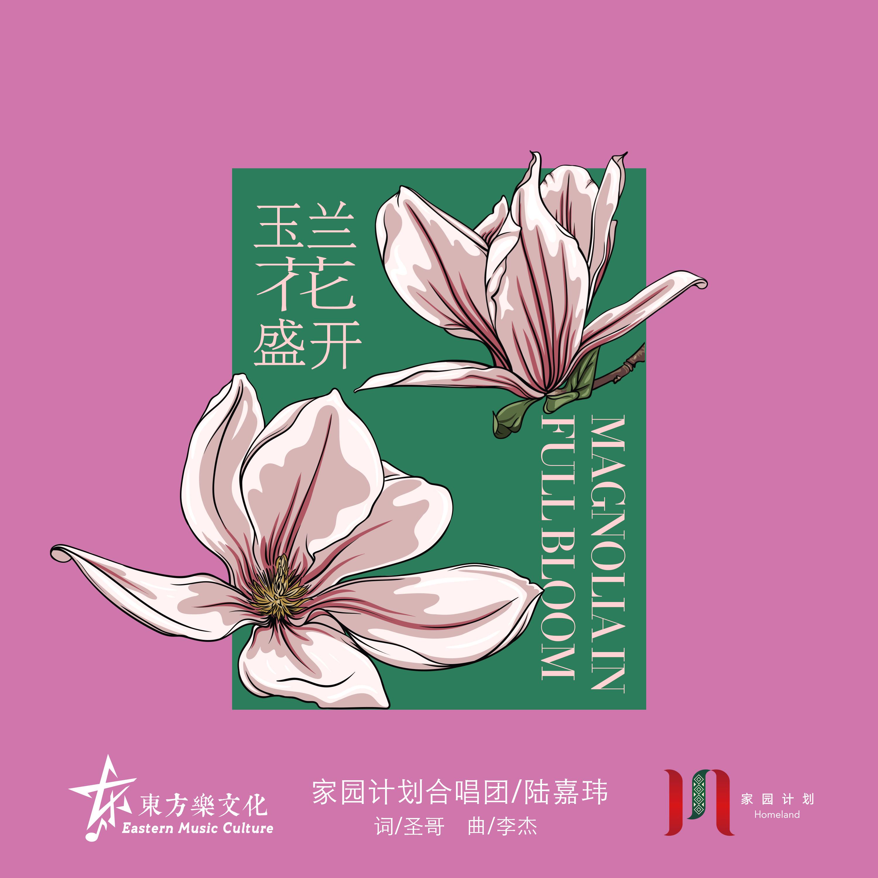 玉兰花盛开