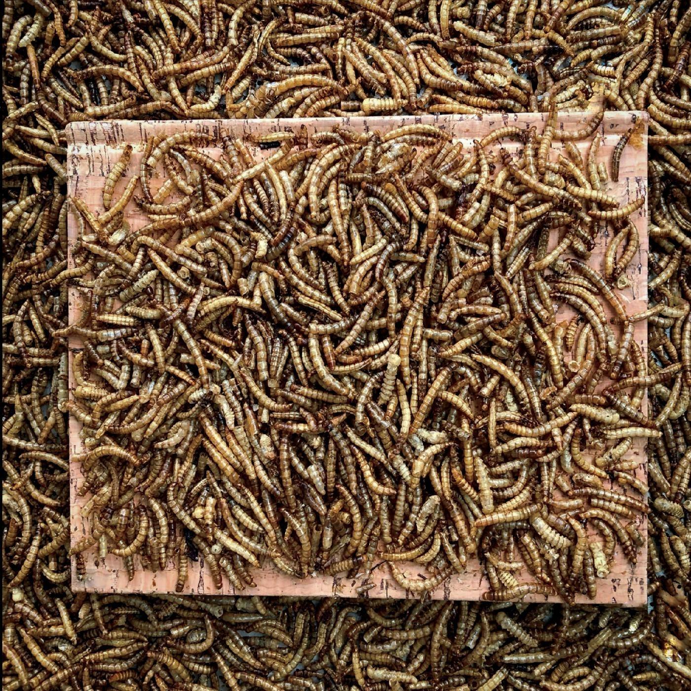 Mealworms