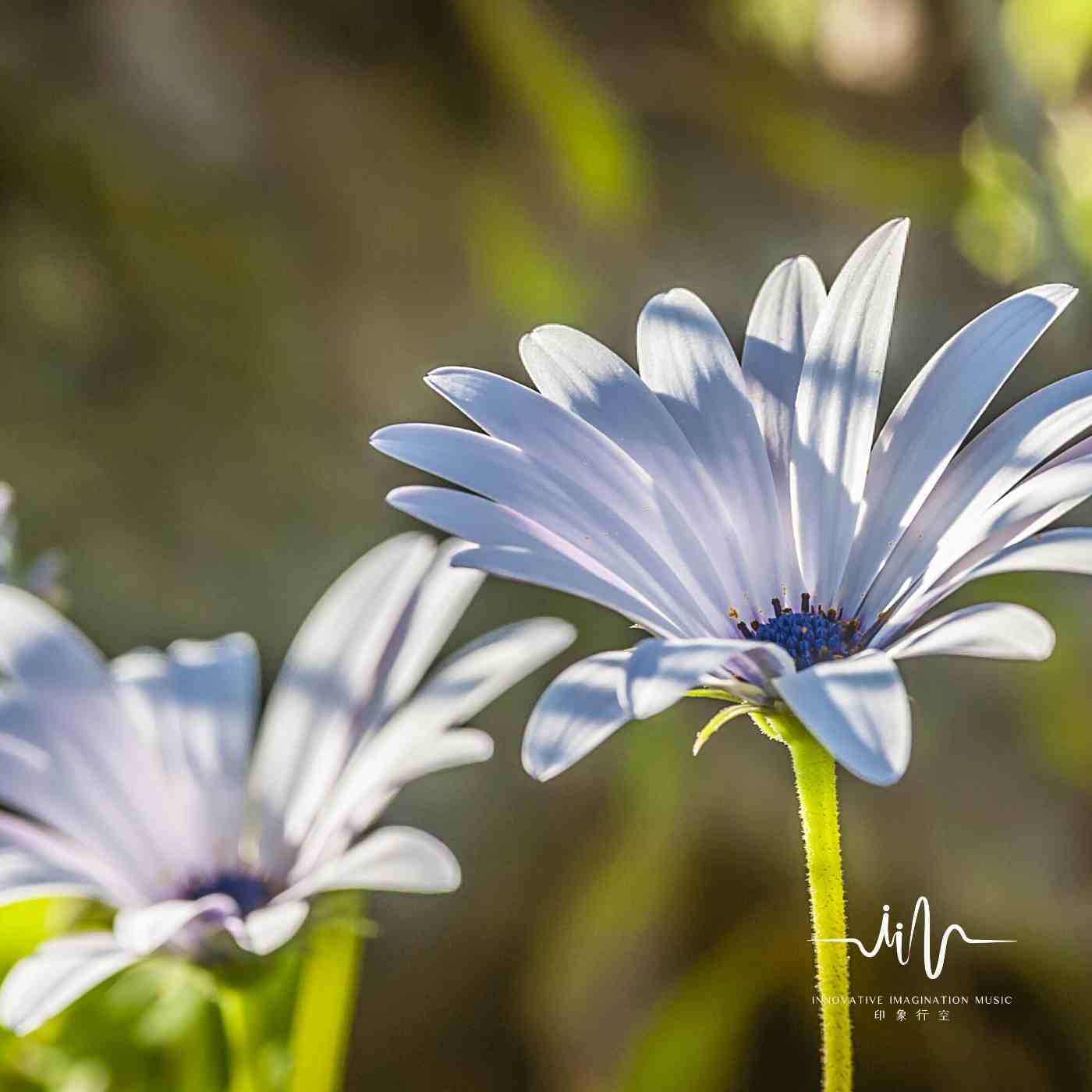 静心如画 (空灵鼓曲)
