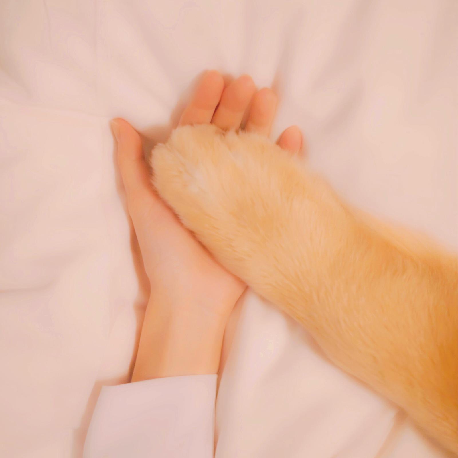 虹の橋のたもとから