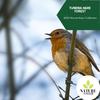 Discover Bliss Nature Music - Nature Campfire