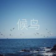 候鸟