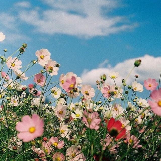 Aphrodite Garden Beat Tape VOL.2