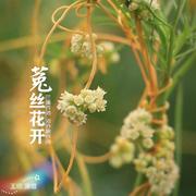 菟丝花开