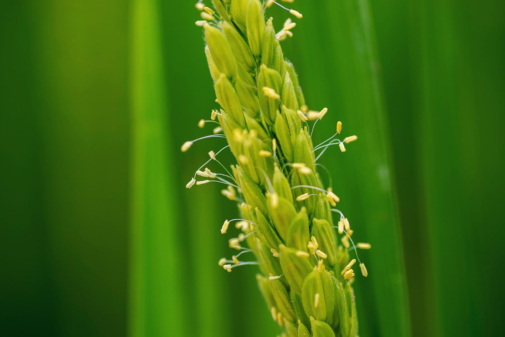 稻花香里专辑