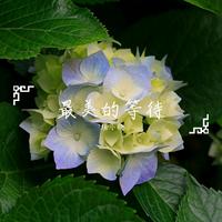 最美的等待(红星缺女声伴奏)