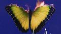 Love Is Like (Deluxe)