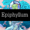 Epiphyllum专辑