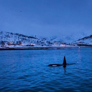 这不是你梦寐以求的长大吗？你怎么愁眉不展