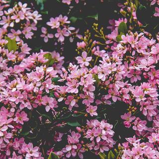 Chill&Lo-Fi｜夏日迷弥梦氛围