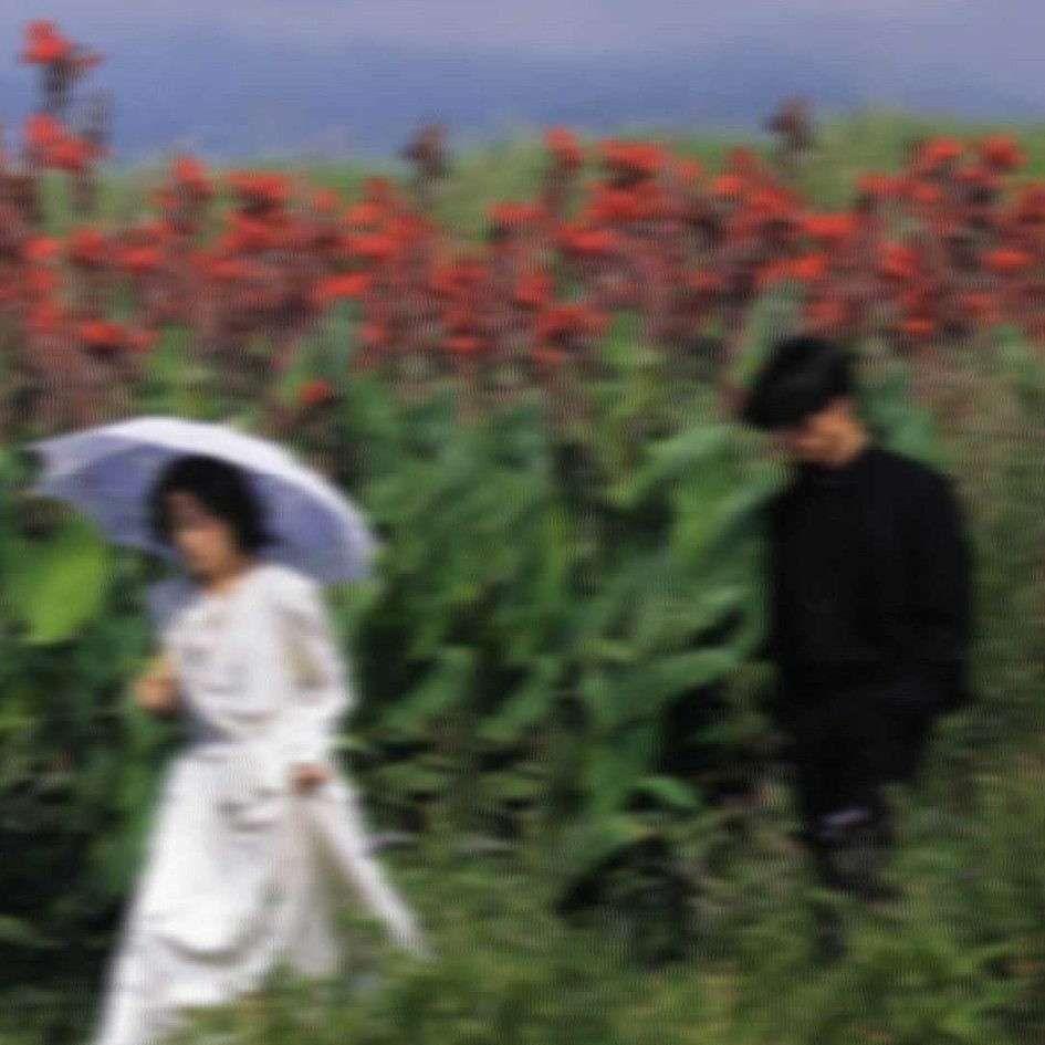 Cikulata Cikita【orgunal 】