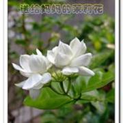 妈是我心中的茉莉花
