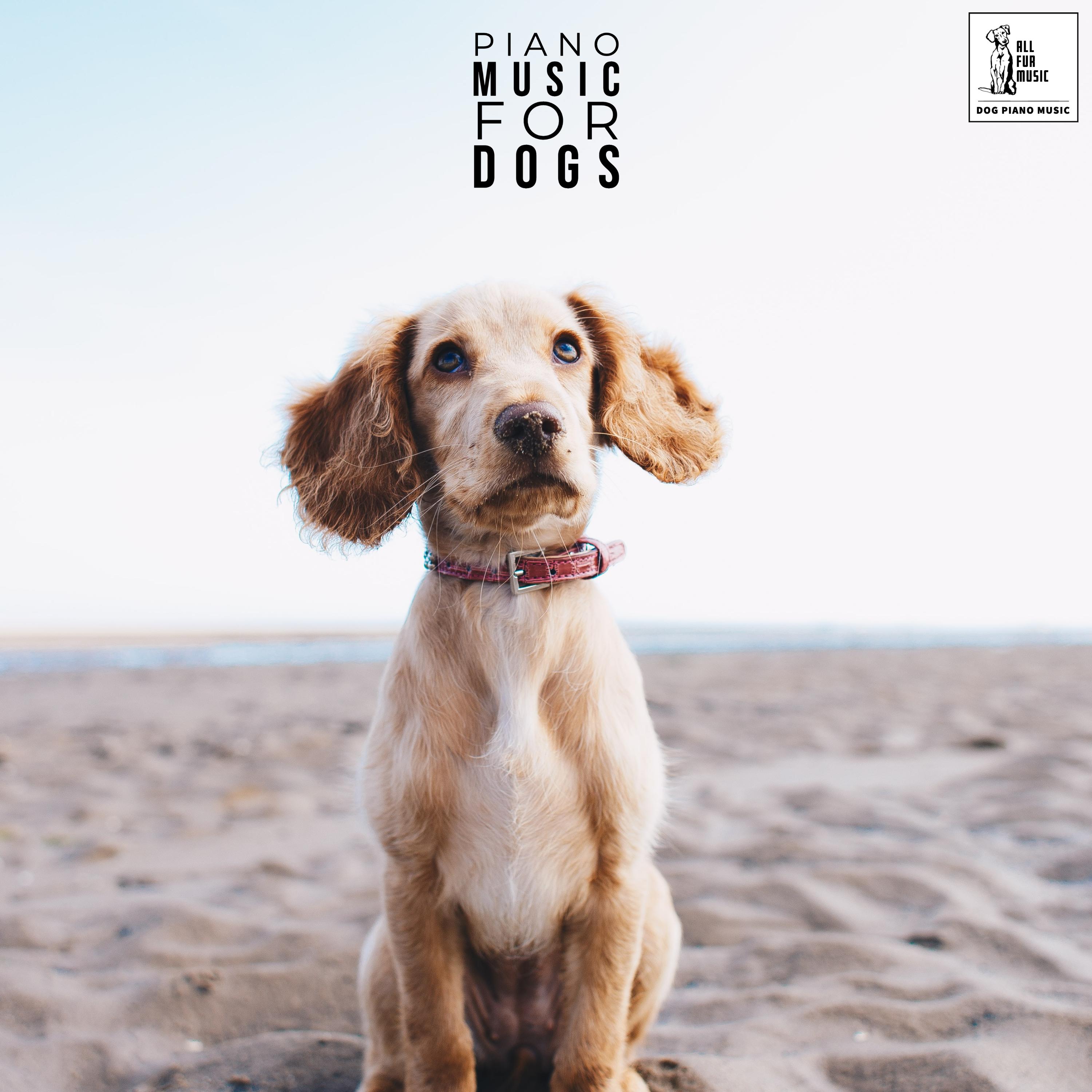 Piano Music For Dogs