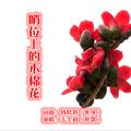 哨位上的木棉花