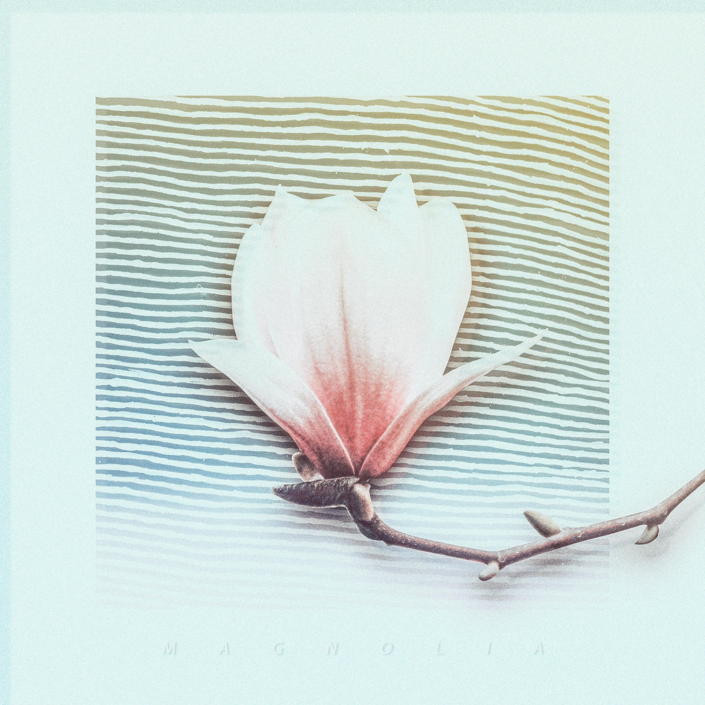 Magnolia