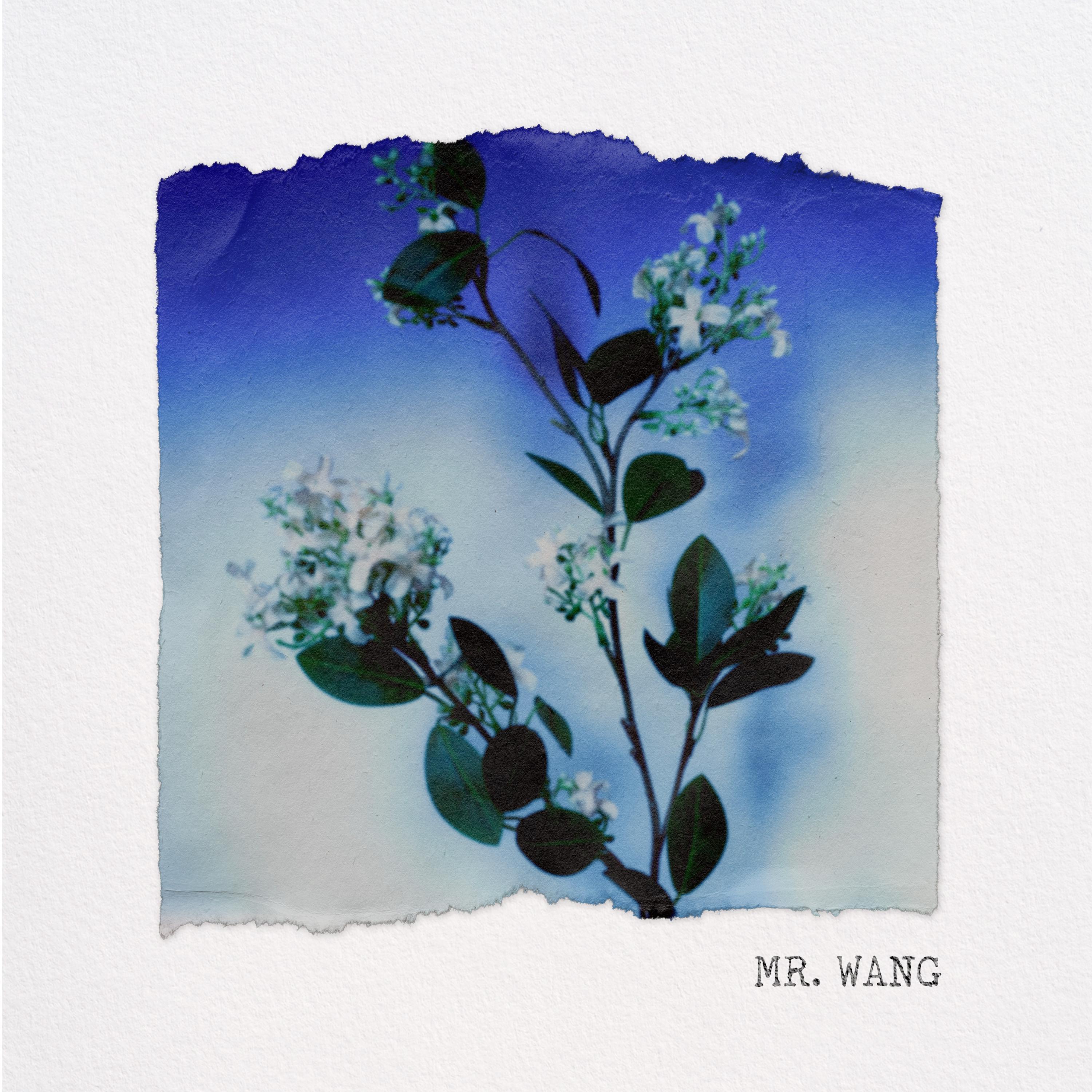 Mr. Wang
