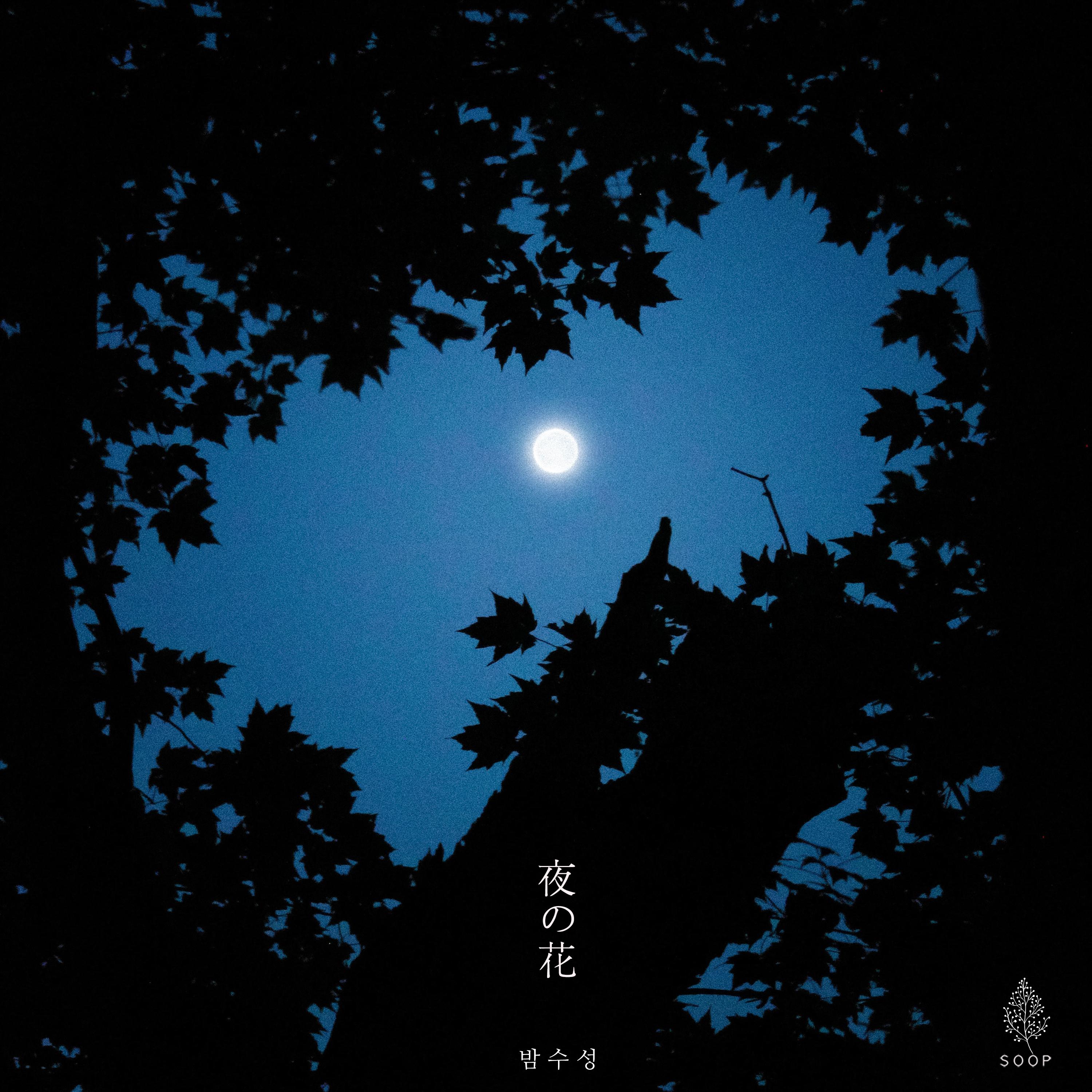 밤의 꽃 (夜の花)