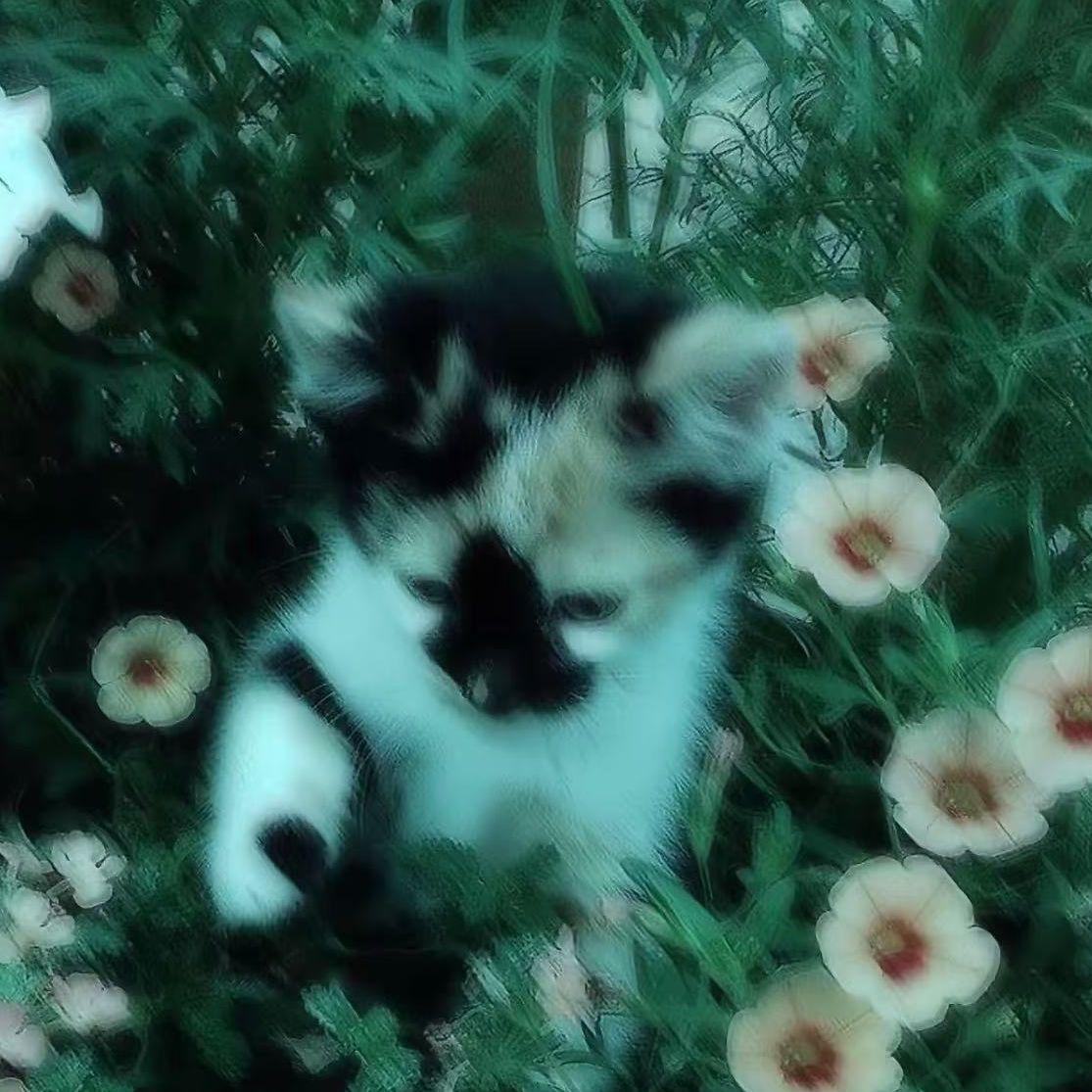 user116 x samantha x whyhaze type beat