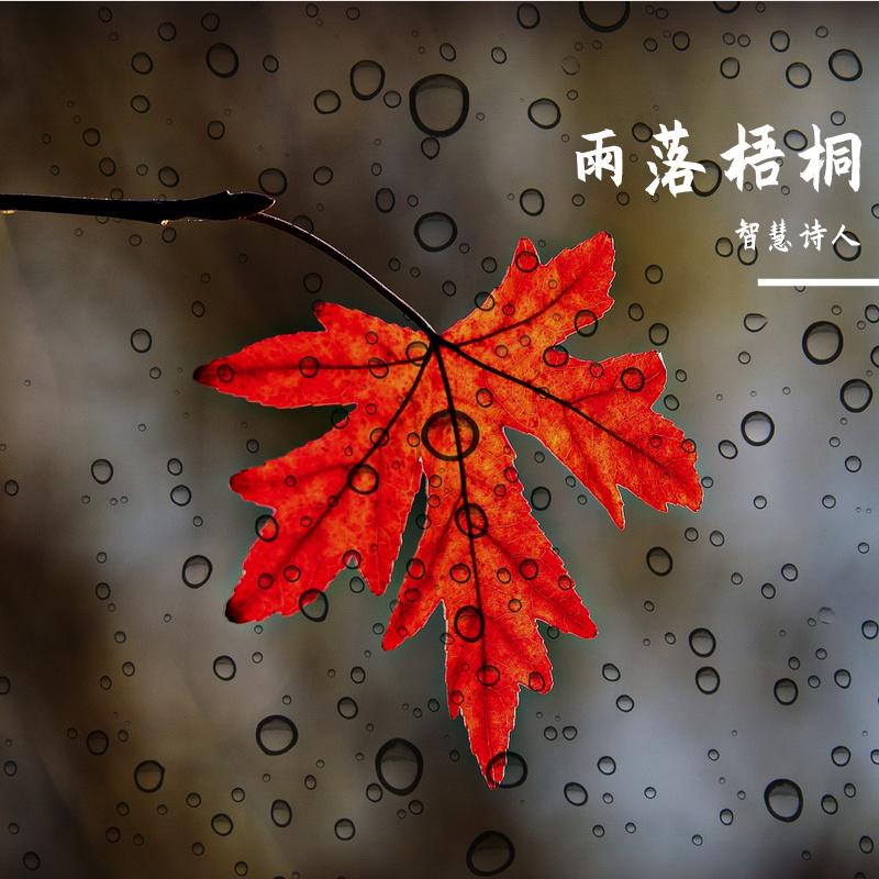 梧桐花开