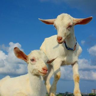 Eric's Forest (Personal songlist)