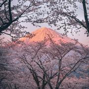 富士山下的爱