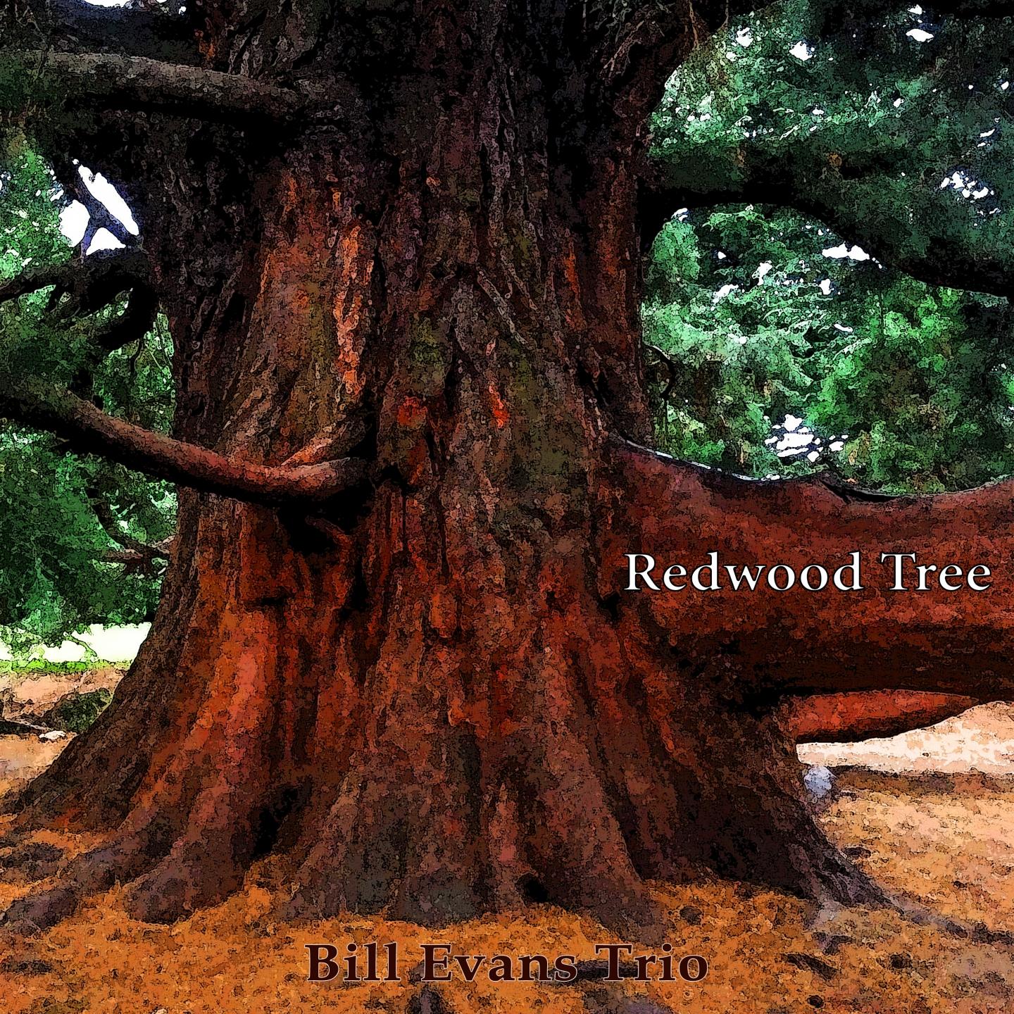 Redwood Tree