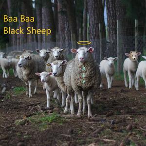 Baa Baa Black Sheep （原版立体声） （升6半音）