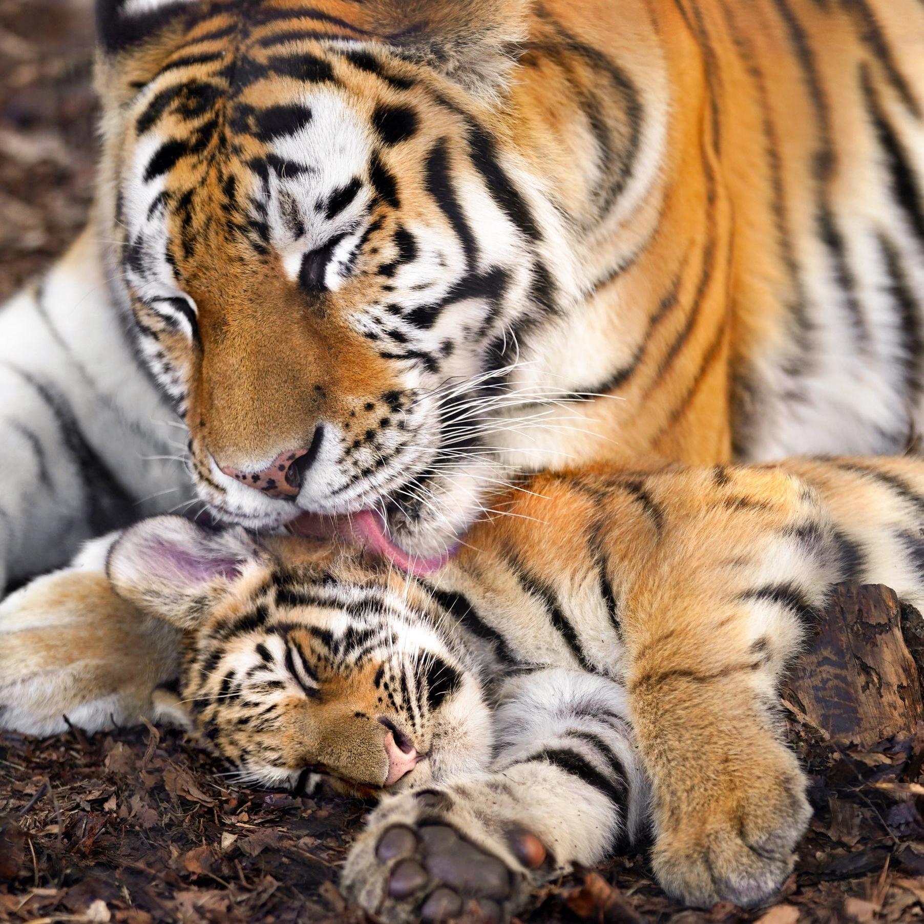 想说我爱你说个好几千遍
