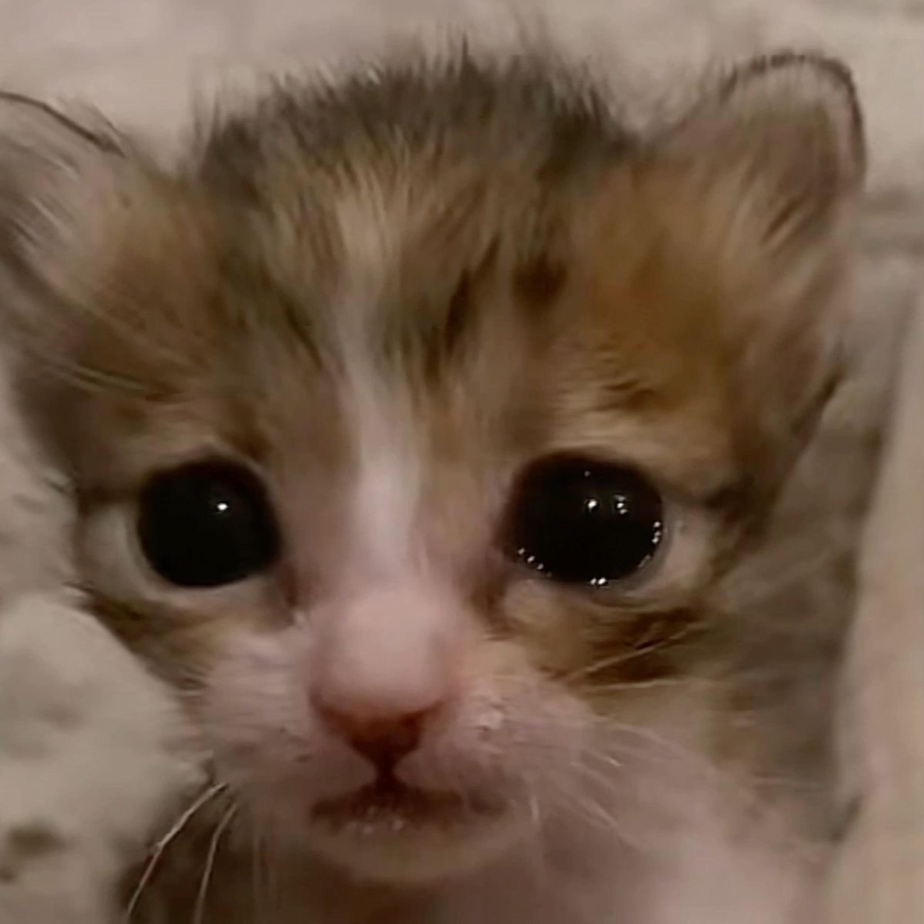 Hay mi gatico miau istrumental de detroid