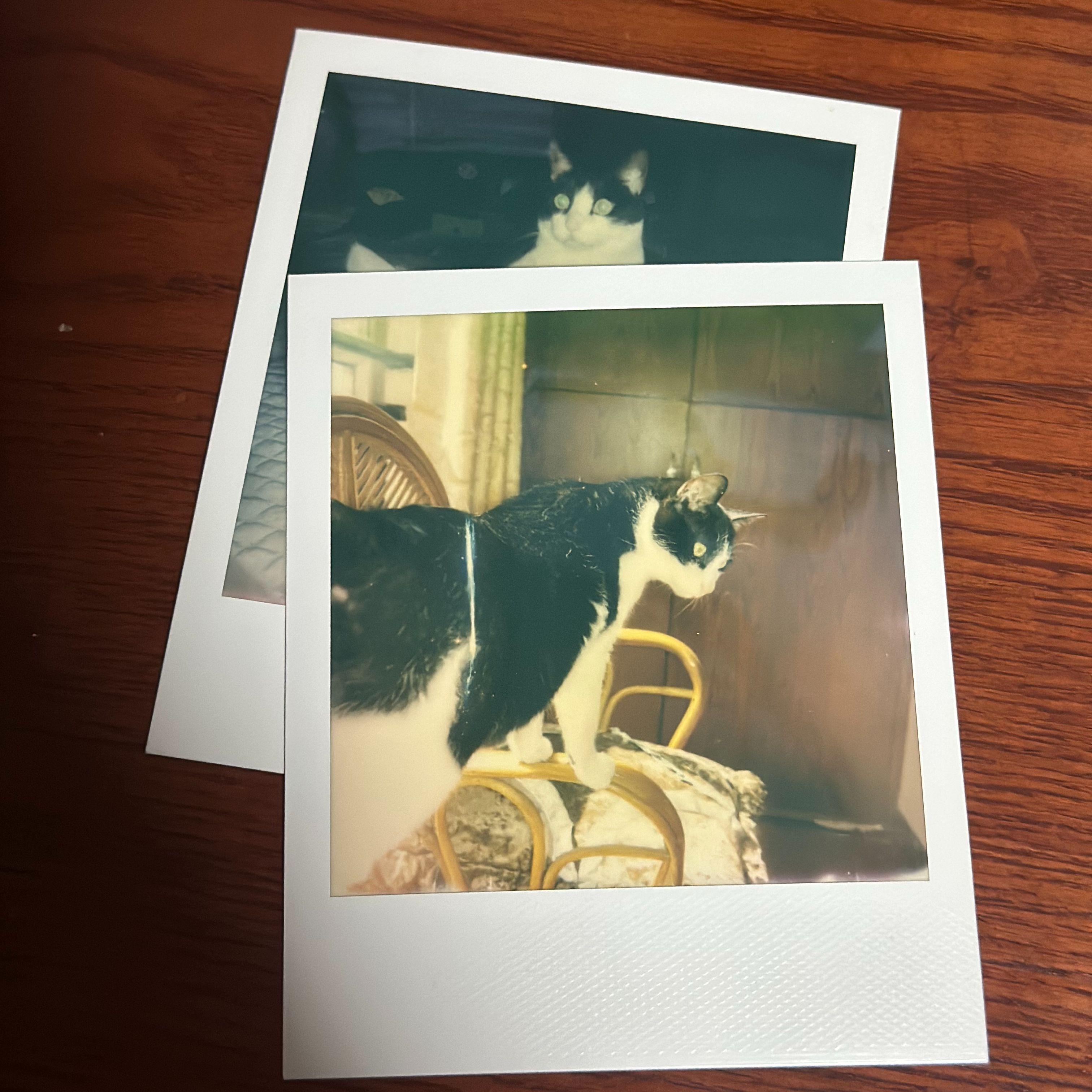 写给小猫富贵