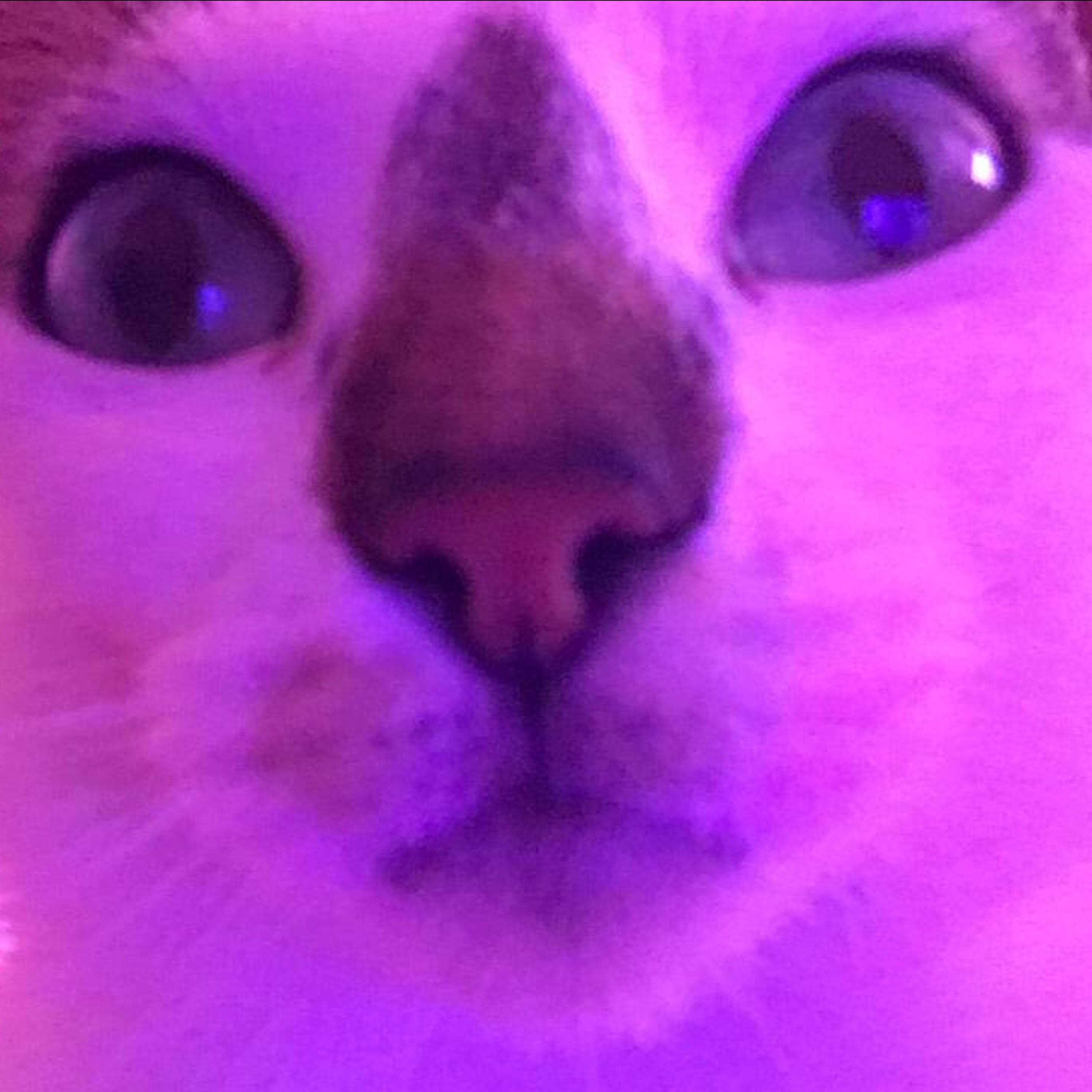 kiss ur nose