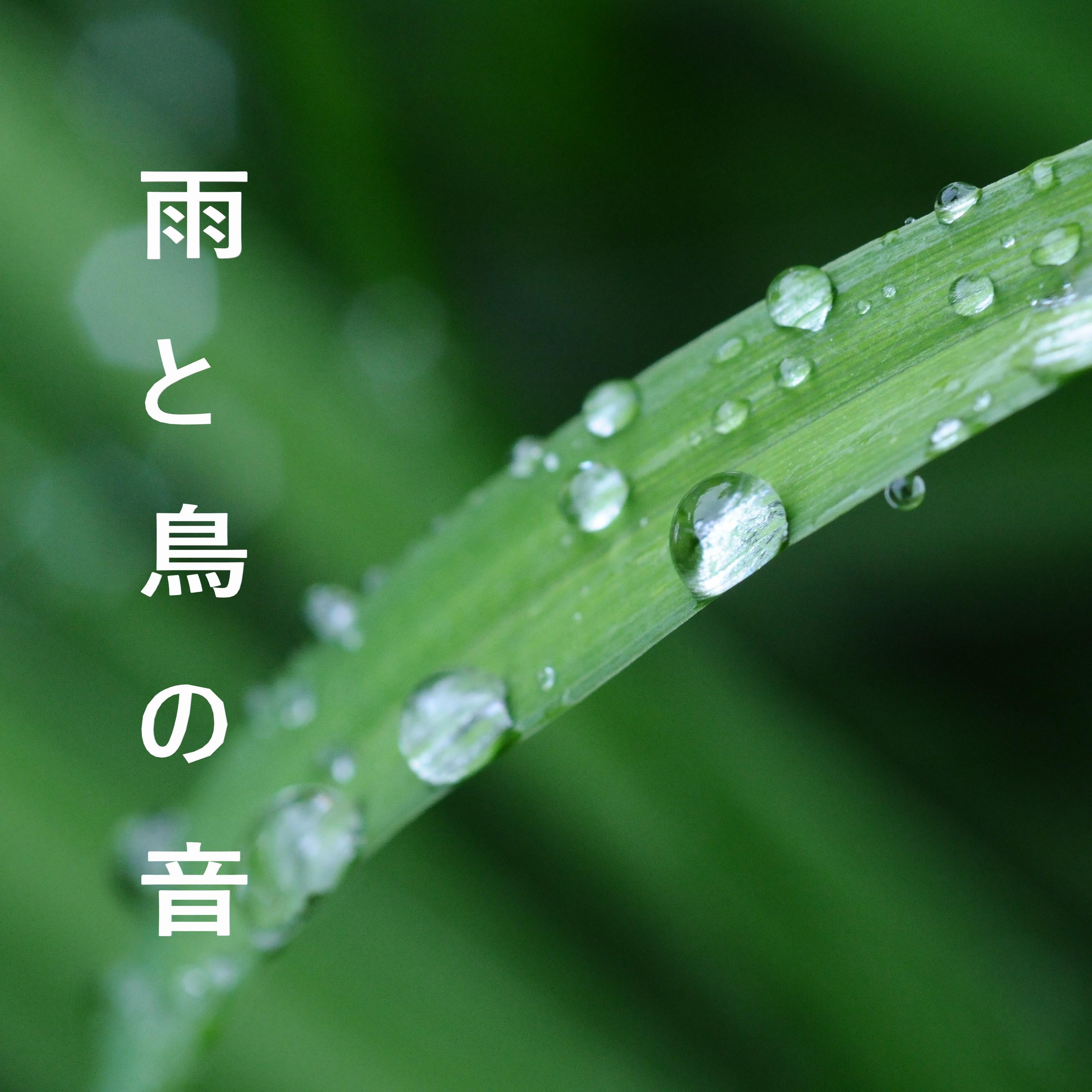 雨と鳥の音