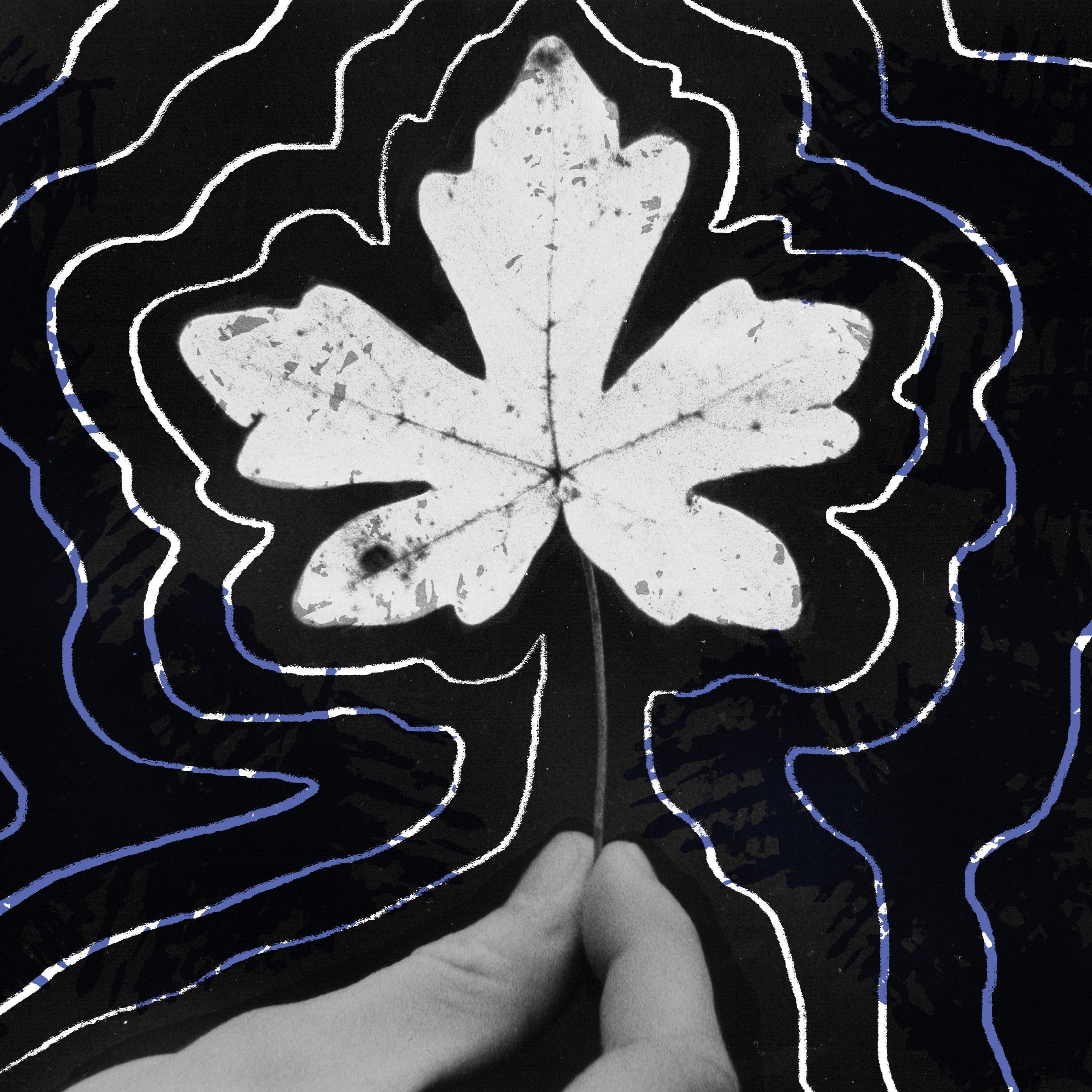 Shivelight EP