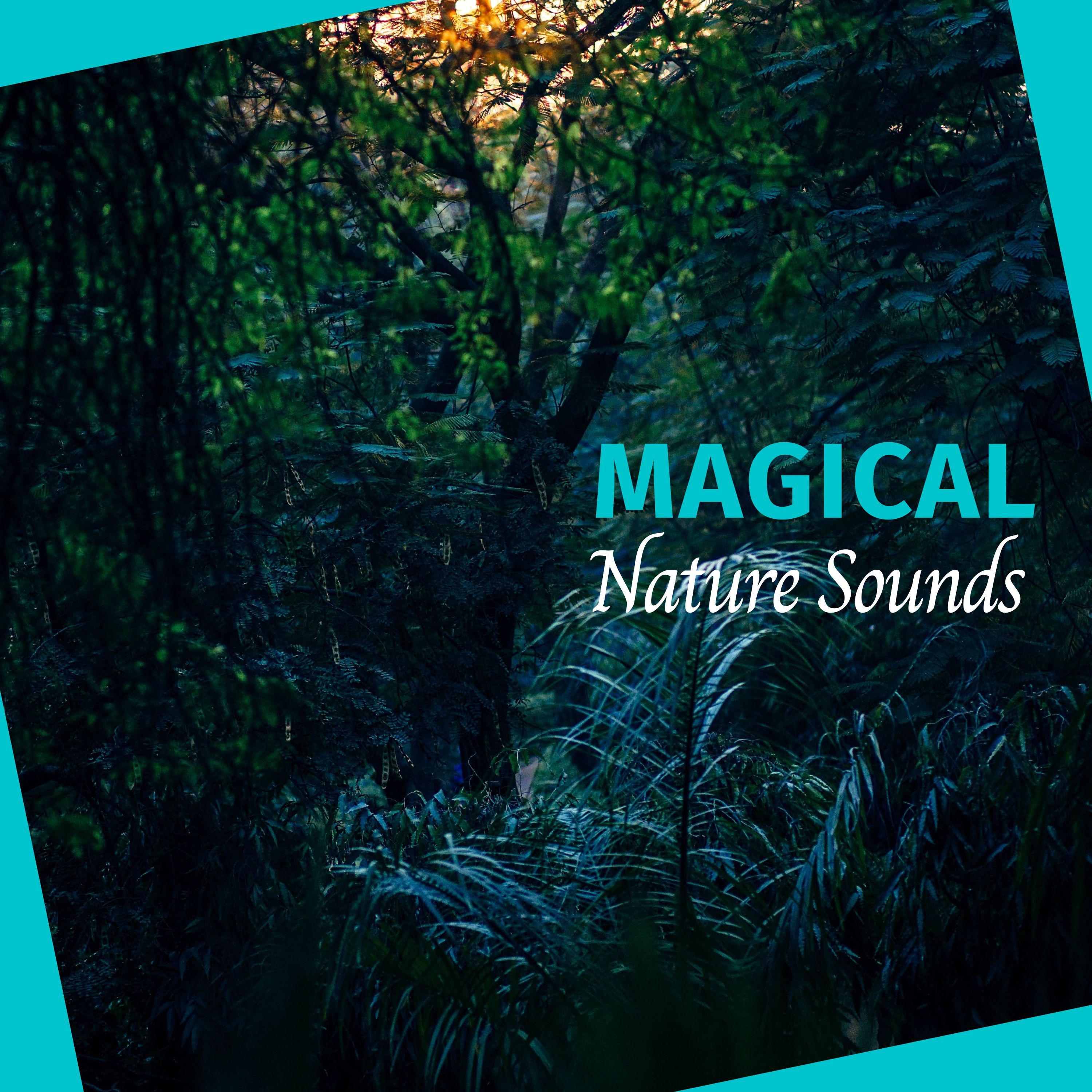 Blaze Bouquet 9D Nature Sound - Noise Of Fire Sticks