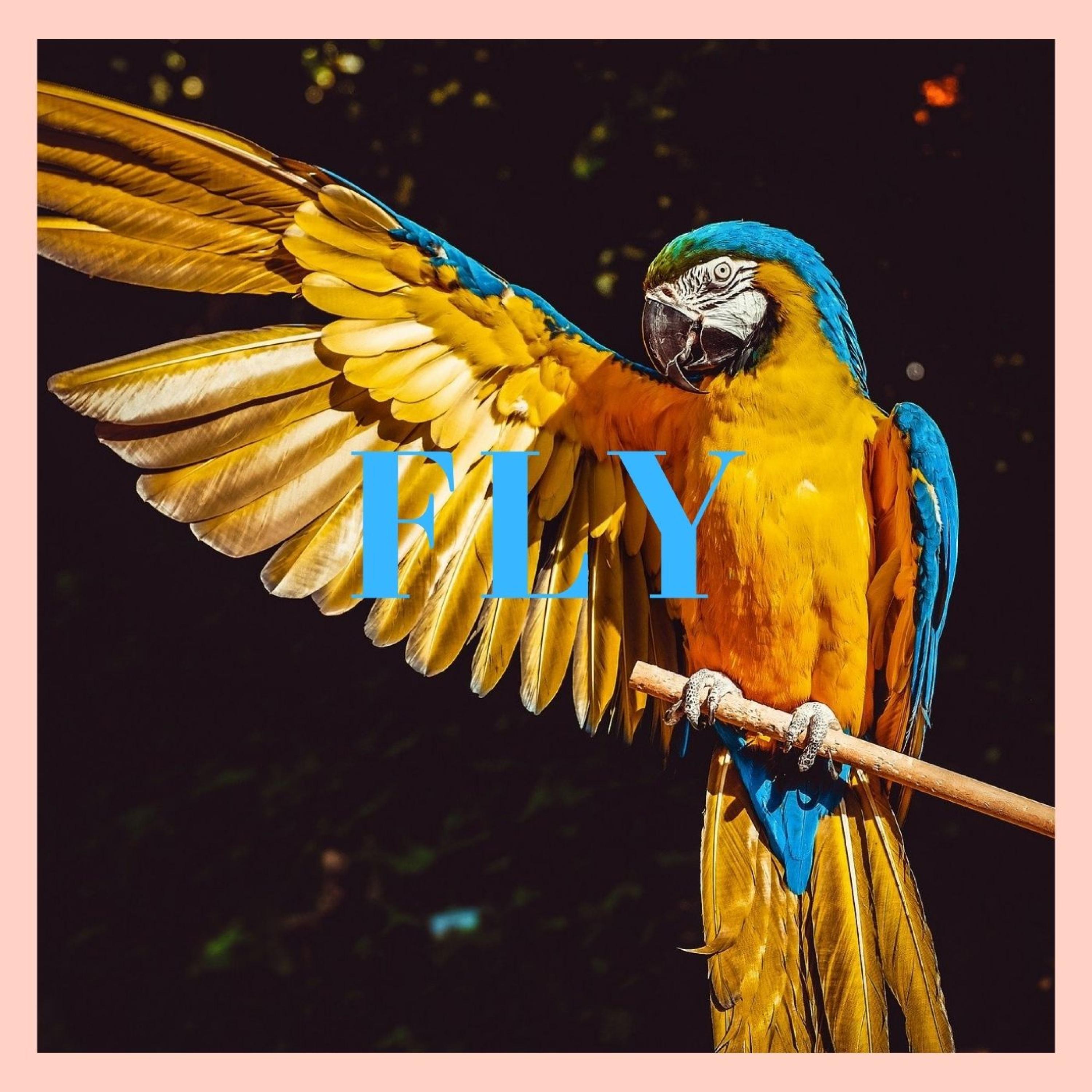 Fly