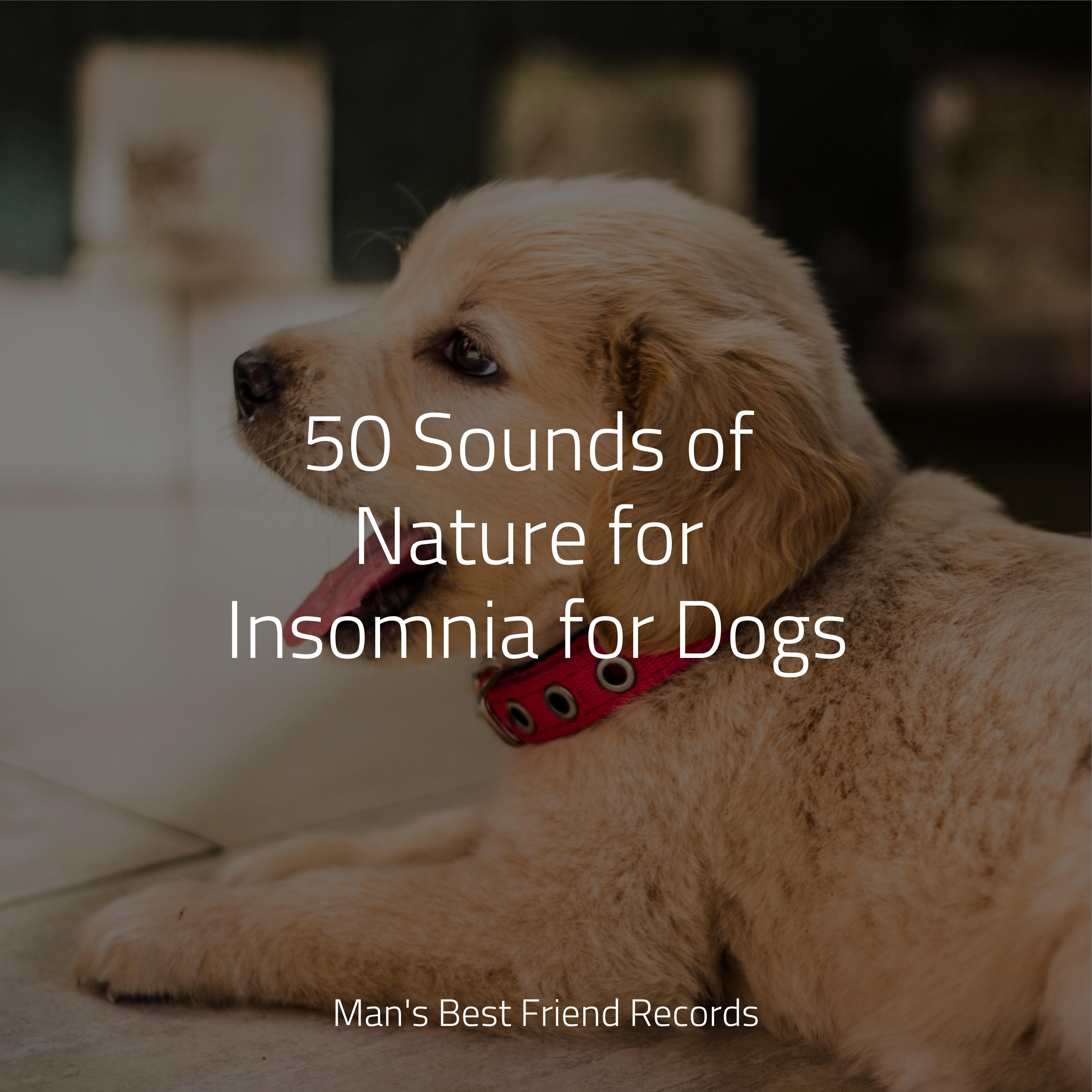 Calming Music for Dogs - Chill Before Snoozing