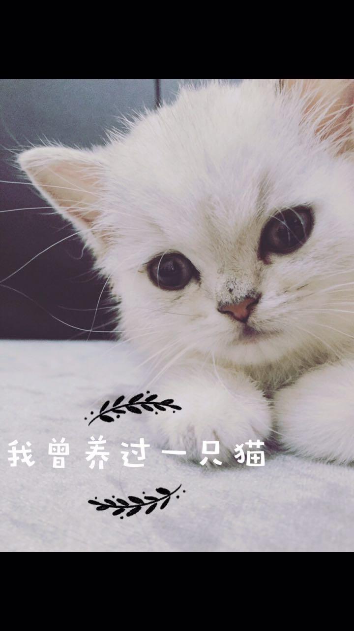 我曾养过一只猫专辑