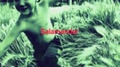 Salamander专辑